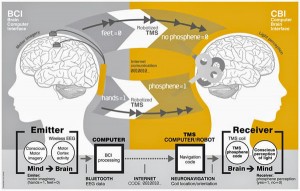 brain