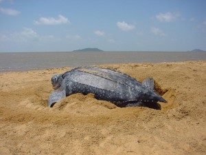 tortue